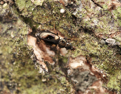 Salpingidae