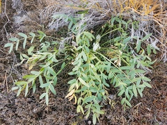 Oxytropis caespitosa