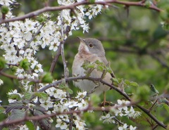Curruca cantillans