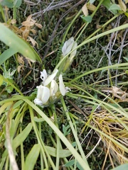 Oxytropis caespitosa