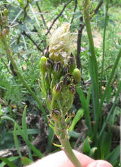 Bulbine narcissifolia
