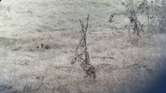 Urocitellus columbianus