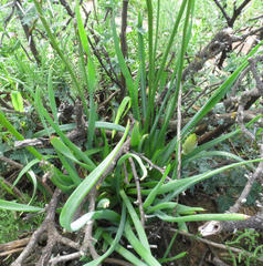 Bulbine narcissifolia