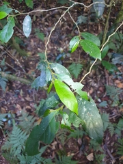 Alangium villosum