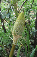 Bulbine narcissifolia
