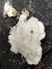 Trametes velutina