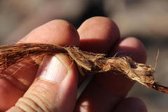 Papio ursinus ursinus