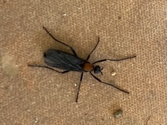 Plecia ruficollis