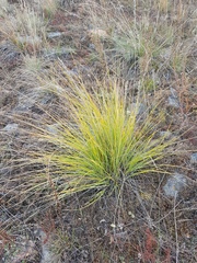 Festuca sibirica