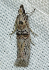 Nephopterix angustella