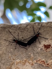 Plecia ruficollis