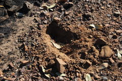 Papio ursinus ursinus