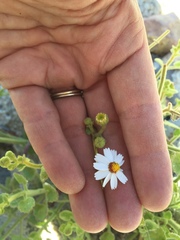 Amauria rotundifolia