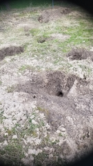 Urocitellus columbianus