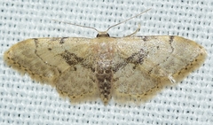Idaea laevigata