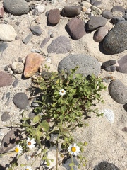 Amauria rotundifolia