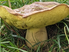 Hemileccinum depilatum