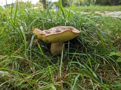 Hemileccinum depilatum