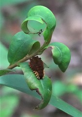 Trypanophora semihyalina