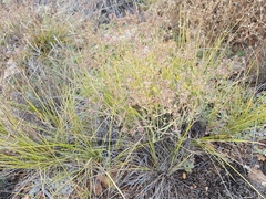Bupleurum bicaule