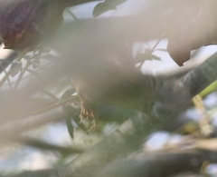 Phylloscopus fuscatus