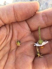 Amauria rotundifolia