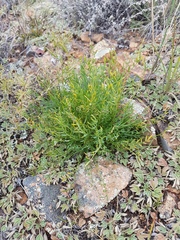 Oxytropis squammulosa
