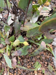 Hibbertia amplexicaulis