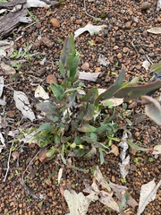Hibbertia amplexicaulis