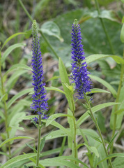 Veronica spicata bashkiriensis