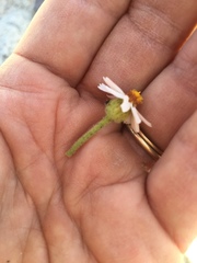 Amauria rotundifolia