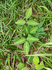 Desmodium tweedyi