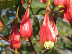 Eucalyptus dolichorhyncha