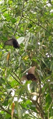 Papilio helenus