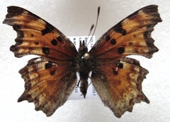Polygonia gracilis