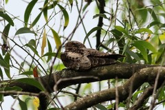 Caprimulgus jotaka