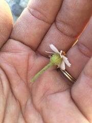 Amauria rotundifolia