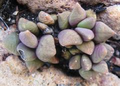 Anacampseros telephiastrum