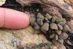 Anacampseros telephiastrum