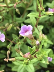 Limnophila aromatica