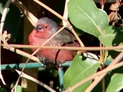 Lagonosticta rubricata