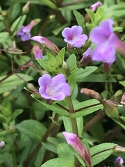 Limnophila aromatica