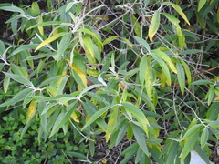 Buddleja asiatica