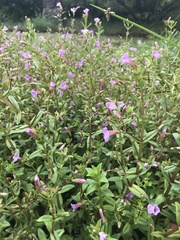 Limnophila aromatica