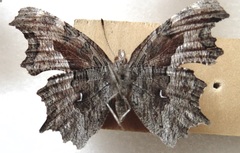 Polygonia gracilis