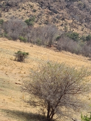 Senegalia polyacantha