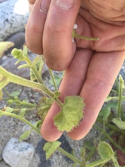 Amauria rotundifolia