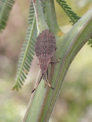 Agriopocoris
