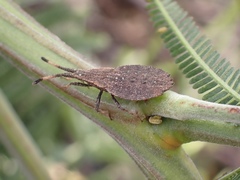 Agriopocoris