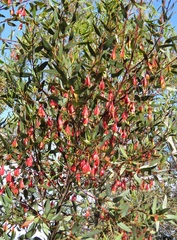 Eucalyptus dolichorhyncha